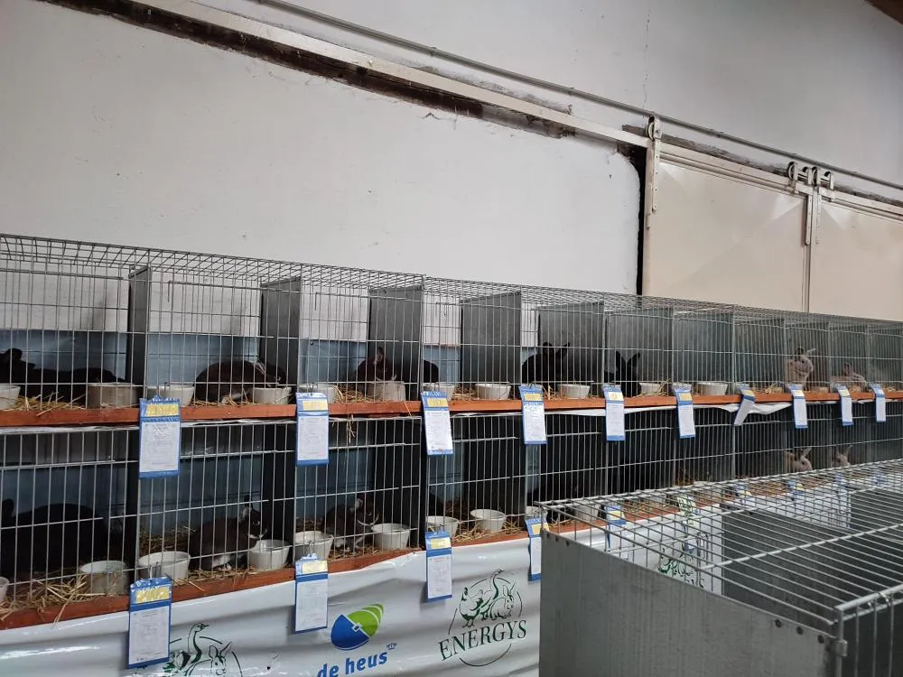 v_rij_24 (33).webp